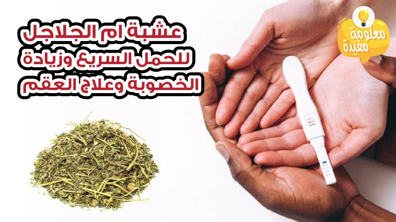 om el jalajil – Image 2